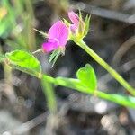 Onobrychis caput-galli Fiore