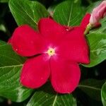 Catharanthus roseusFlower