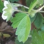 Potentilla sterilis ഇല