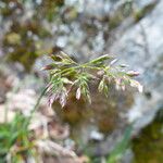 Poa alpina Blomma