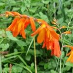 Crocosmia × crocosmiifloraBlodyn