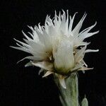 Anaphalis nepalensis Květ
