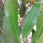 Mascarenhasia arborescens Hoja