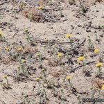 Chaenactis glabriuscula Hábito