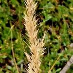 Achnatherum calamagrostis 果實