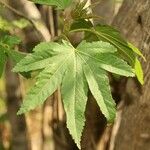 Dombeya acutangula Leaf