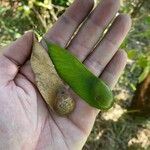 Platypodium elegans Fruit