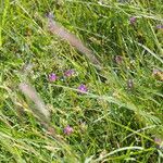 Astragalus onobrychis Costuma