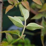 Jasminum officinale Leaf