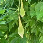 Wisteria sinensisFruchs