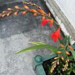 Crocosmia aurea Blüte