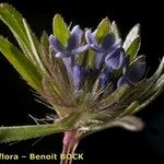 Asperula arvensis Blomst