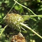 Scabiosa ochroleuca Плод