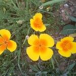 Eschscholzia californica Flor