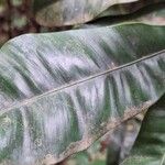 Rhabdophyllum welwitschii Leaf