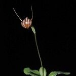 Pterostylis tenuicauda Flower