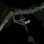 Piptostigma macrophyllum Bark
