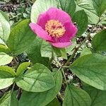 Paeonia corsica Flower