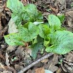 Arum maculatum Foglia