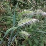 Cynosurus echinatus Flor