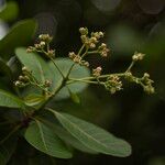 Anacardium occidentale 花