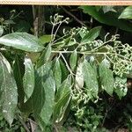 Nectandra membranacea Feuille