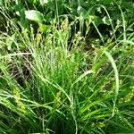 Carex elongata Habitat