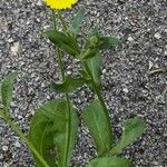 Calendula arvensis Hábito