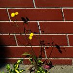 Crepis capillaris Flower