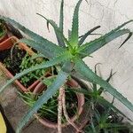 Aloe arborescensLiść