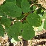 Handroanthus ochraceus Leaf