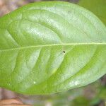 Cuervea kappleriana Leaf