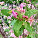 Lonicera tatarica Folha