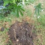 Cecropia albicans Pokrój