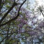 Jacaranda mimosifolia 葉