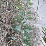 Nicotiana glaucaFolla