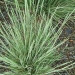 Schizachyrium scoparium Blatt