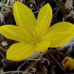 Sternbergia lutea 花