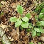 Antennaria plantaginifolia Habitus