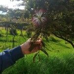 Calliandra surinamensisКветка