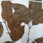 Dacryodes cuspidata Diğer