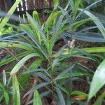 Ruellia simplex Leaf