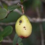 Syzygium ngoyense Fruit