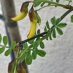 Hippocrepis emerus Flower