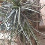 Tillandsia pohliana 葉