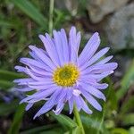 Aster alpinus Fleur