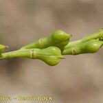 Myagrum perfoliatum Fruit