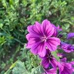 Malva arboreaFloare