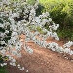 Feretia apodanthera Flor