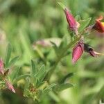 Crotalaria pumila 形态